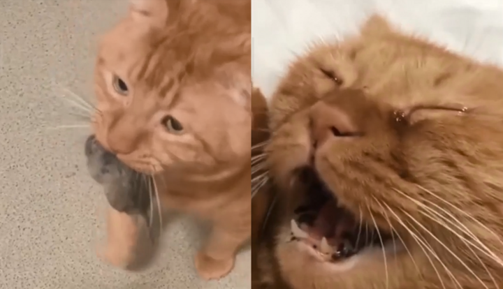 Mèo khóc ăn vạ vì để sổng mất chuột