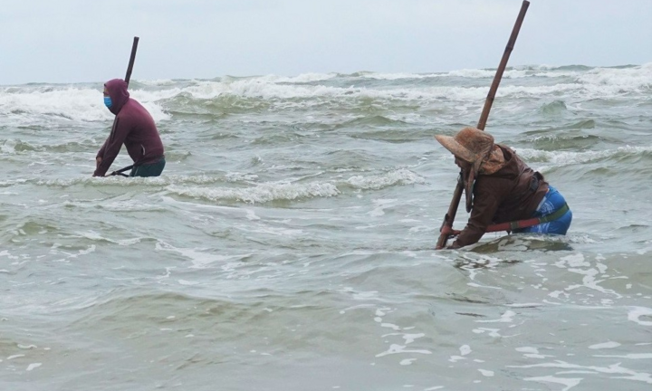 Ảnh: Ngư dân bỏ túi tiền triệu nhờ cào 'lộc biển'