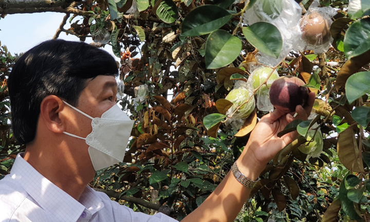 Các tỉnh miền Tây bàn cách tiêu thụ nông sản