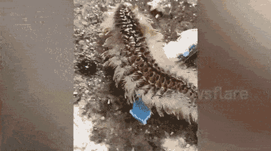 Video: Ngư dân bắt được sinh vật lạ trên biển ở Thái lan