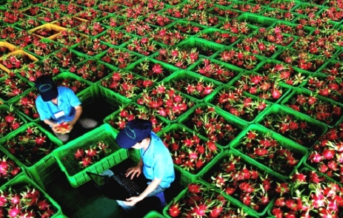 DN xuất khẩu nông sản bị giá xăng 'dìm': Cần cứu gấp như cứu hàng không