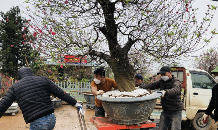 Nhà vườn Nhật Tân chi tiền triệu mỗi ngày 'tái sinh' đào sau Tết