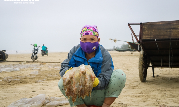 Ảnh: Vào mùa sứa biển, ngư dân kiếm tiền triệu mỗi ngày