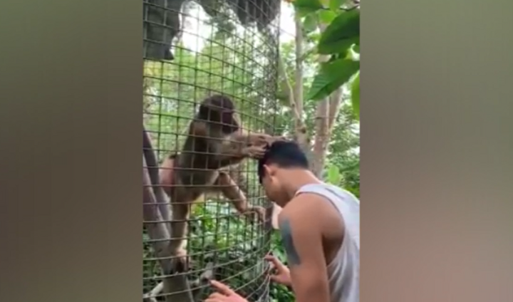 Khỉ nhổ tóc sâu cho người