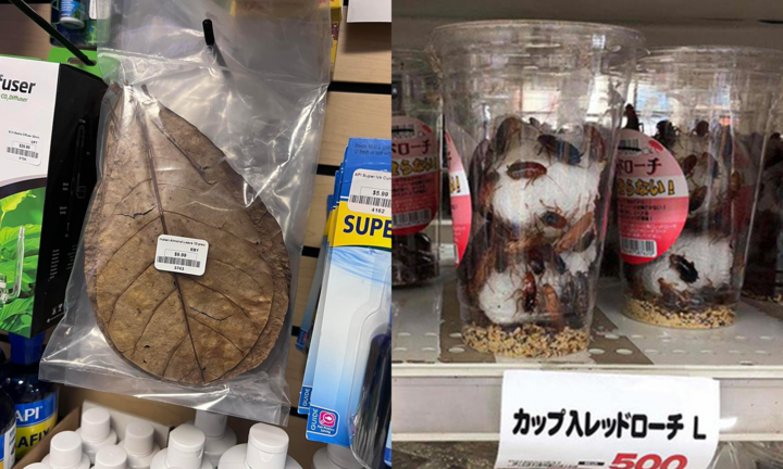 Khó tin các món hàng kỳ quặc bày bán ở siêu thị: Từ lá bàng cho tới gián sấy