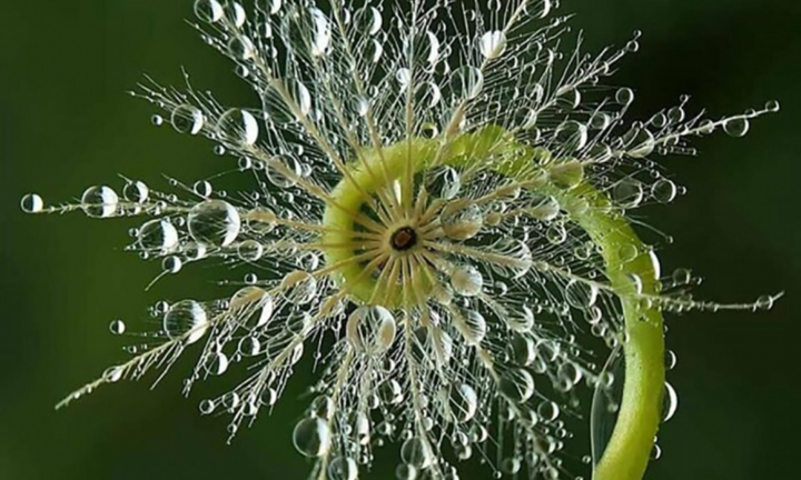 Loạt ảnh gây sững sờ vì sự hoàn hảo diệu kỳ của tạo hóa