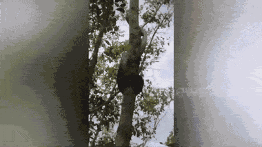 Video: Hú vía cảnh trăn rừng cuộn tròn cơ thể trèo lên cây cao