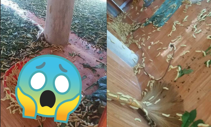 Cảnh nhà lúc nhúc bầy sinh vật 'sổng chuồng' khiến dân mạng sợ hơn phim kinh dị