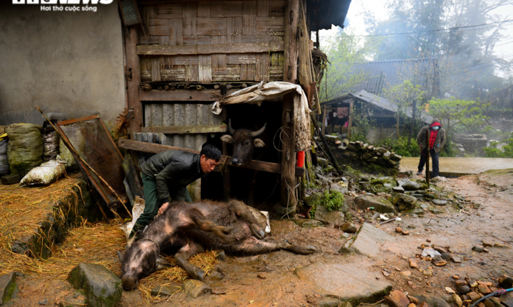 Trâu bò chết rét la liệt, người Hà Nhì xót xa mổ bán gỡ tiền vốn