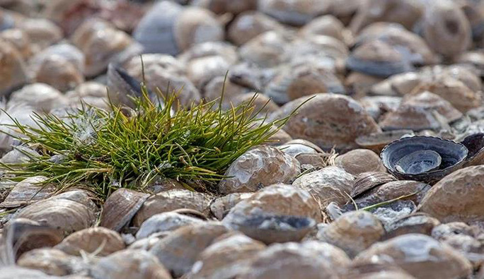 Cảnh báo nguy cơ thảm họa khi 'lục địa xanh' thời khủng long xuất hiện trở lại