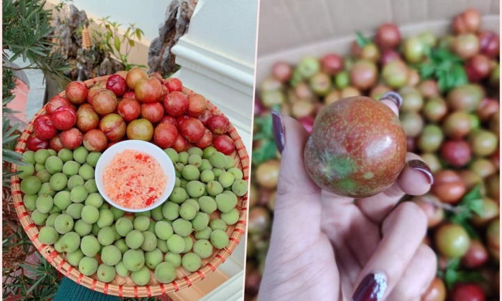 Mận đầu mùa đắt đỏ, giá vài trăm nghìn đồng/kg vẫn được vét sạch