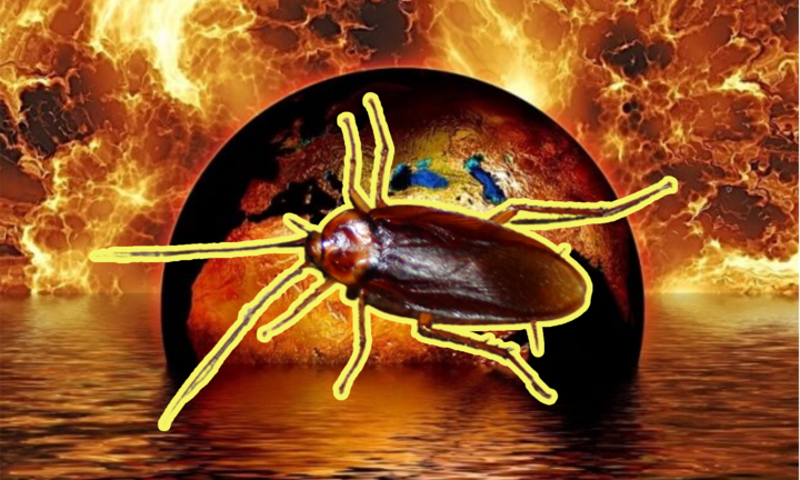 Biến đổi khí hậu giúp ‘đế chế’ gián ngày một phát triển, tiến hóa đáng sợ hơn