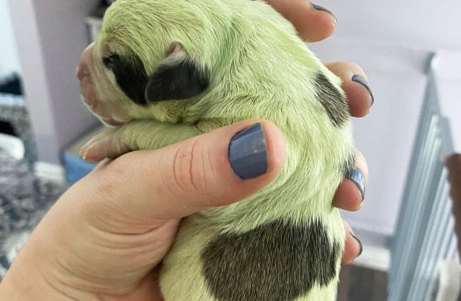 Chó con lông màu xanh cực hiếm, 10.000 con mới có 1