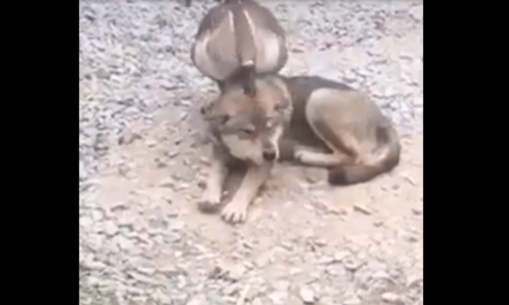 Chó nằm im cho ngỗng massage