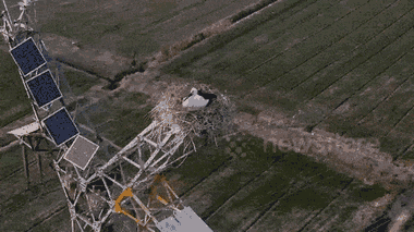 Video: Cò trắng 'xây nhà' trên đỉnh trụ điện ở Trung Quốc