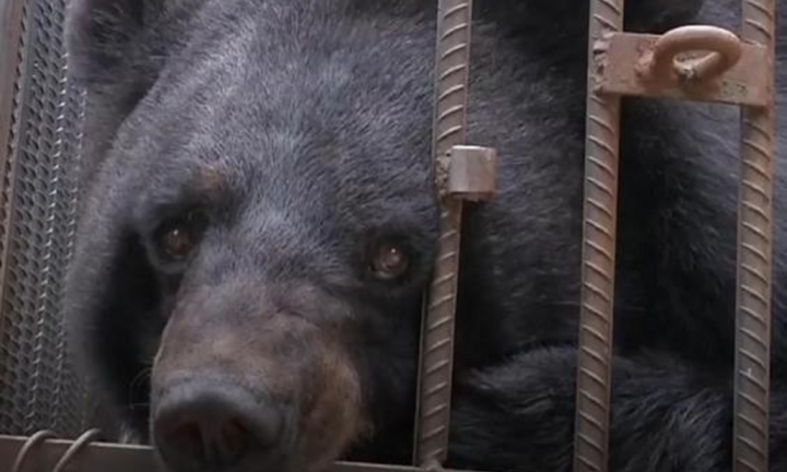 Gia chủ tá hỏa khi chó cưng nuôi suốt 2 năm bất ngờ biến thành… gấu