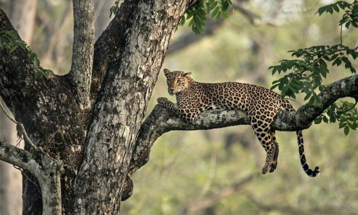 Thách bạn tìm được chú báo thứ hai trong 3 giây