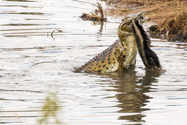 Đụng phải sát thủ đầm lầy, ‘kẻ bố đời’ trả giá đắt