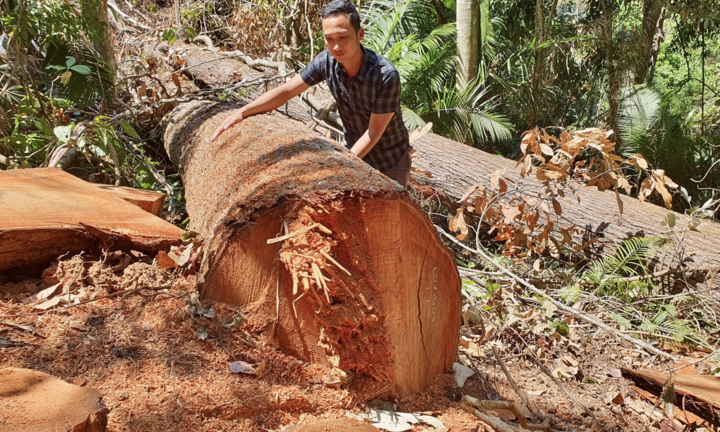 Cận cảnh rừng già ở Kon Tum bị lâm tặc 'xẻ thịt'