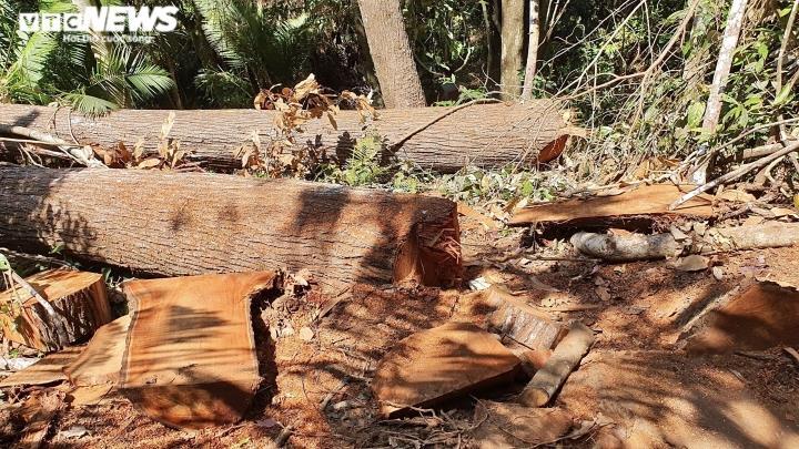 Rừng ở Kon Tum bị lâm tặc 'xẻ thịt': Cục Kiểm lâm chỉ đạo làm rõ