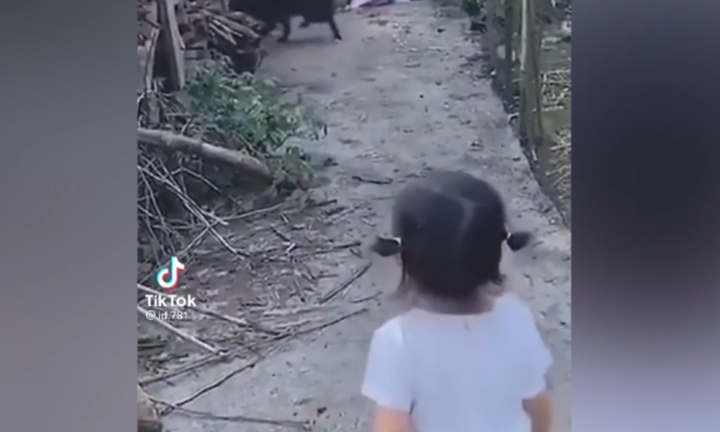 Chó dữ im bặt, chạy biến khi nghe tiếng hét của bé gái