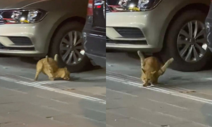 Chú mèo hoang 2 chân uốn cong lên kỳ lạ, lý do kinh hoàng phía sau gây bức xúc