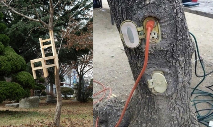 Những dáng cây mọc 'ngang trái' có một không hai gây kinh ngạc