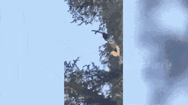 Video: Vướng dây diều, diều hâu bị mắc kẹt lơ lửng trên cây