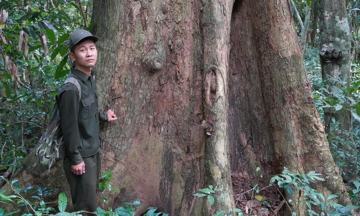 Video: Theo chân kiểm lâm viên khám phá rừng Hương cổ thụ ở Gia Lai