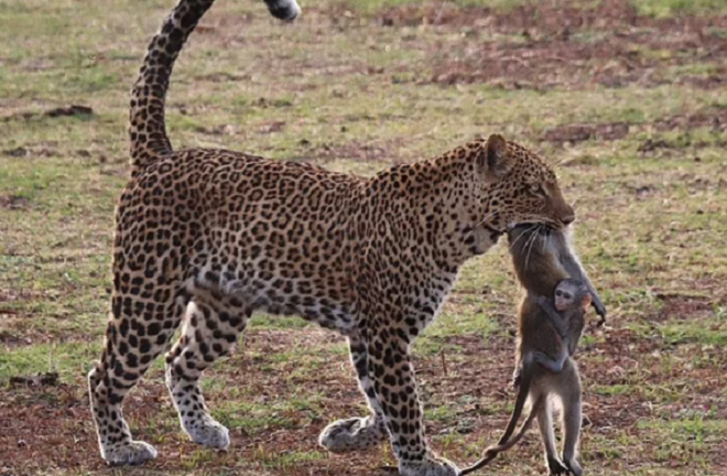 Xót xa hình ảnh khỉ con ôm chặt xác mẹ trong miệng báo hoa mai