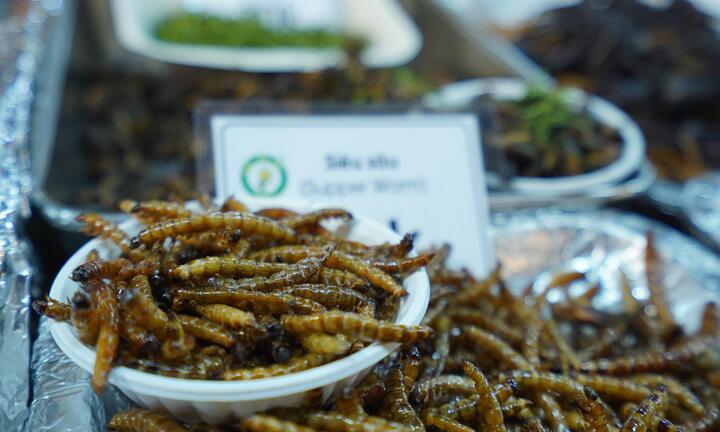 Loại sâu ở Việt Nam được ví như đông trùng hạ thảo, giá đắt đỏ vẫn đầy người mua