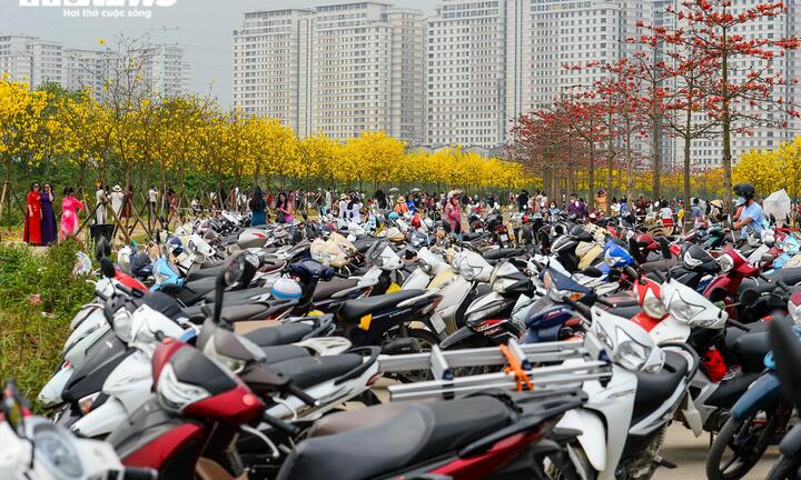 Biển người kéo về đường hoa phong linh vàng rực ở Hà Nội, bãi xe 'thất thủ'