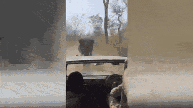 Video: Bị voi rừng truy đuổi, tài xế chạy lùi ô tô tìm cách thoát nạn