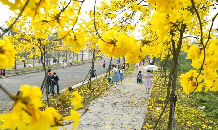 Kiếm cả chục triệu đồng mỗi ngày nhờ hoa phong linh