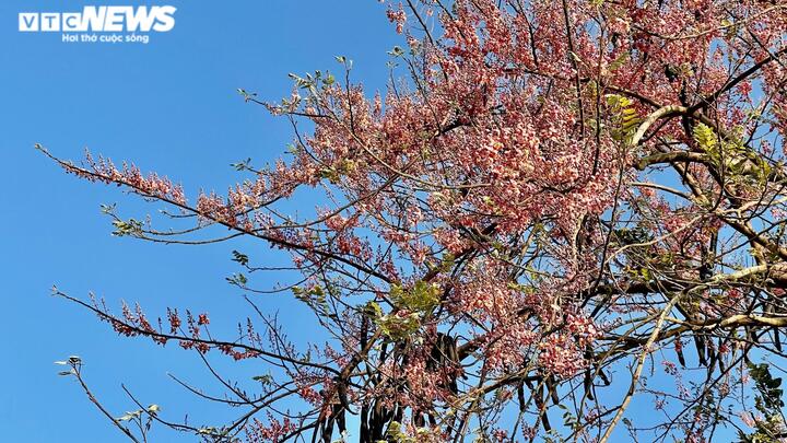 Ngắm 'hoa anh đào miền Tây' phủ sắc hồng khắp đường quê