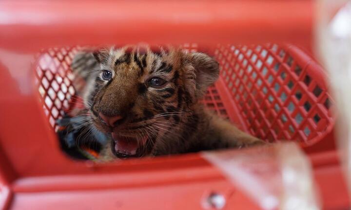 Ảnh: Bàn giao 7 con hổ Đông Dương quý hiếm cho vườn quốc gia Phong Nha - Kẻ Bàng