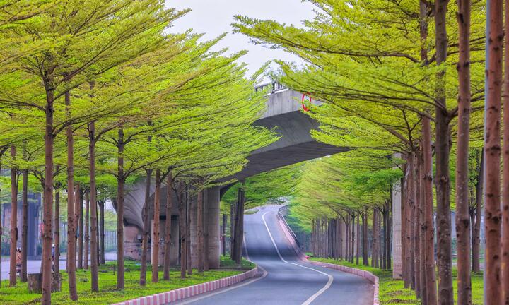 Bàng lá nhỏ thay sắc, phố Hà Nội đẹp nao lòng trong tiết giao mùa tháng 3