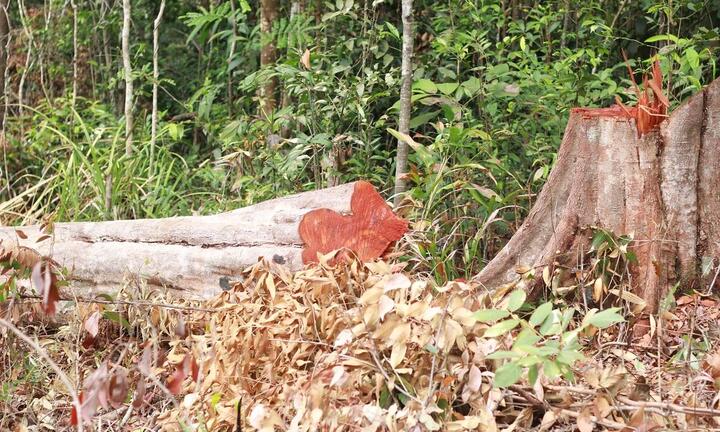 Hoang tàn cánh rừng già ở Gia Lai 'đổ máu': Đơn vị quản lý rừng báo cáo gì?