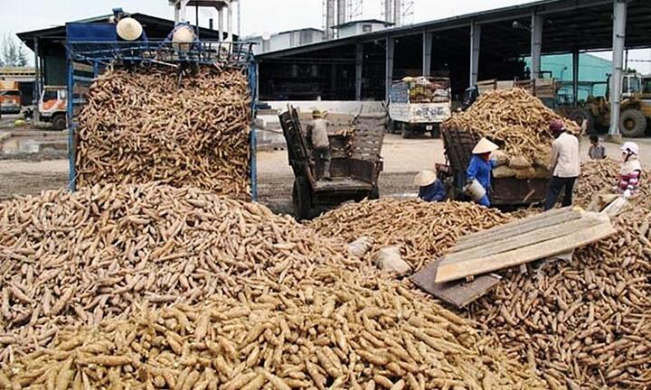 Hiệp hội Sắn Việt Nam kêu cứu, Tổng cục Thuế nói gì?