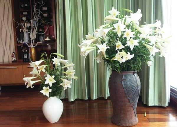 Cách cắm hoa loa kèn đẹp