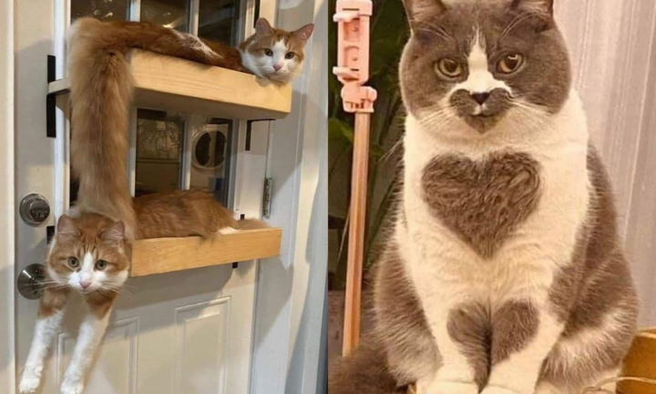 Khoảnh khắc đáng yêu vô đối của hội nhà mèo khiến dân tình muốn ẵm ngay về nuôi