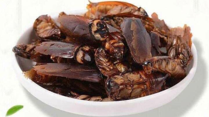 Khó tin nhưng có thật: Gián được nấu thành món ăn, còn là đặc sản ở Trung Quốc