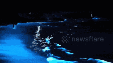 Video: Sóng biển 'ma quái' phát sáng kỳ ảo trong đêm