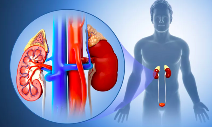 Dấu hiệu cảnh báo bệnh thận đang tiến triển mạnh, thấy bất thường cần khám ngay