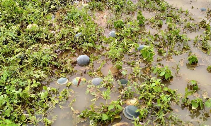 Ảnh: Mưa lũ nhấn chìm ruộng dưa hấu, nông dân Quảng Nam lâm cảnh trắng tay