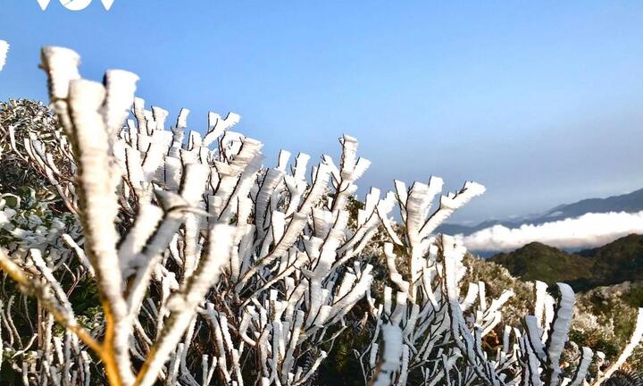 Ảnh: Băng giá phủ trắng đỉnh U Bò, Sơn La