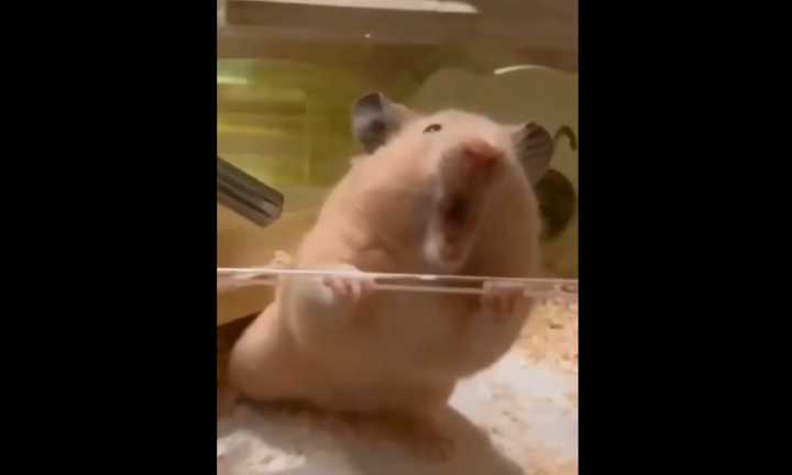 Tìm cách bỏ trốn, chuột bị kẹp đau điếng