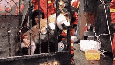 Video: Giải cứu chú chó bị kẹt đầu giữa song sắt