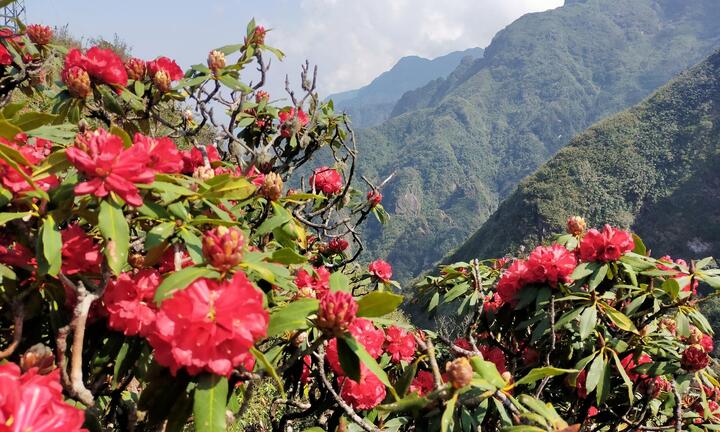Chớm hè, ngắm hoa đỗ quyên rực rỡ trên dãy Hoàng Liên Sơn 