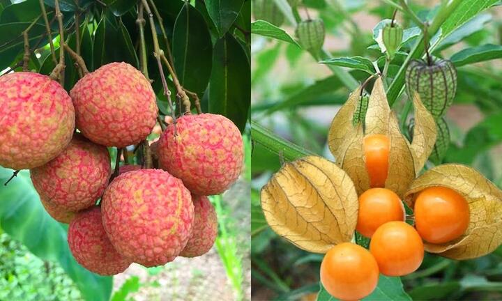 Những loại quả rẻ bèo ở Việt Nam nhưng sang nước bạn lại là 'hàng hiếm' đắt đỏ